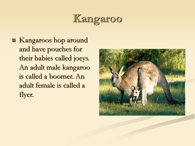 Kangaroo Kangaroos hop around and have pouches for their babies called joeys. An adult